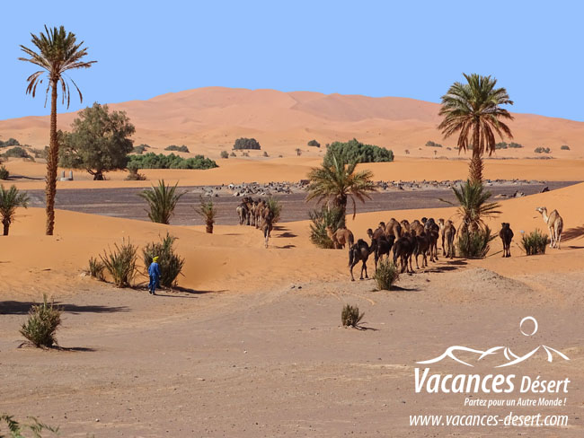 Le désert et la santé mentale : le Sahara comme outil de ressourcement profond